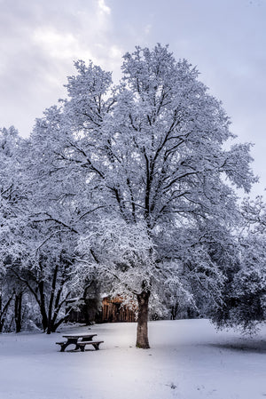 Columbia Tree Snow